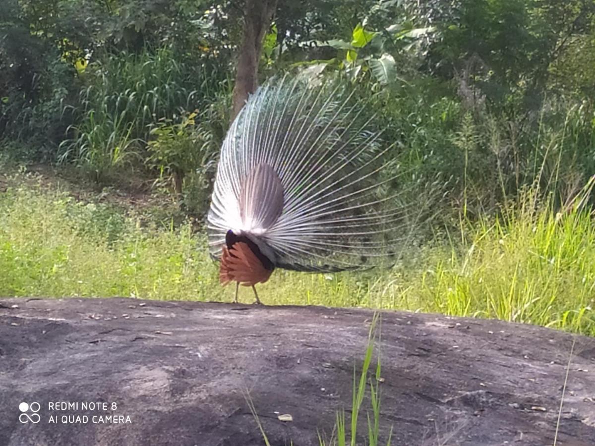 Sigiri Gayani Home Stay Sigiriya Exteriér fotografie