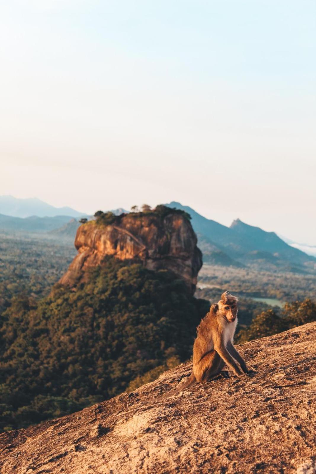 Sigiri Gayani Home Stay Sigiriya Exteriér fotografie